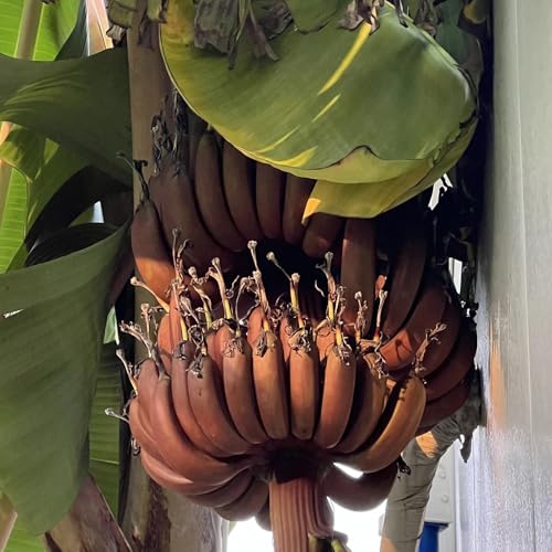 semi di banano resistenti alla di banana, luoghi soleggiati banane di banana, letto rialzato sementi biologiche, 65pcs