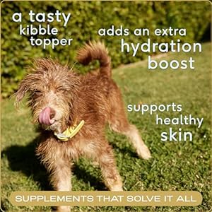 Native pet bone broth for canines and cats  canine bone broth powder for canine meals topper for choosy eaters  cat and canine broth  canine gravy topper for dry meals  beef broth for canines and cats  9 5 oz   cucciolini doodles