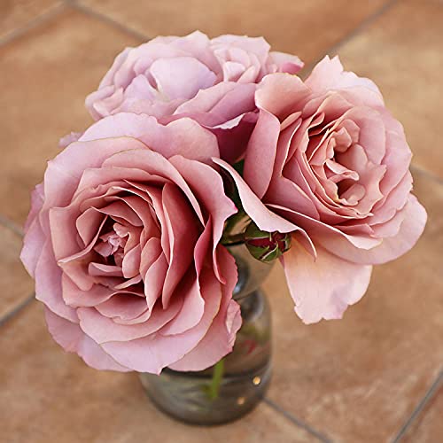 Amazon.co.jp: バラ苗 【ブラウンシュガー】 (新苗植え替え