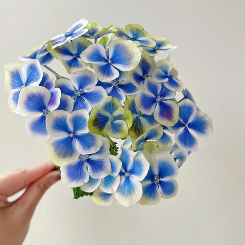 110 Pcs Hortensien Pflanzen Samen - Hydrangea Macrophylla - Winterharte Pflanzen Für Garten, Winterharte Blumen Hortensie Blumen Samen, Wildblumen Balkonblumen, Schnittblumen Samen 110 Pcs Hortensien Pflanzen Samen - Hydrangea Macrophylla - Winterharte Pflanzen Für Garten, Winterharte Blumen Hortensie Blumen Samen, Wildblumen Balkonblumen, Schnittblumen Samen