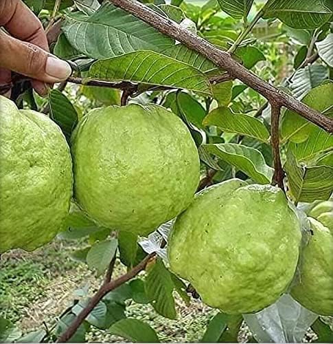 Image of Hybrid Allahabad Safeda Guava Grafted Live Plant - High-Yield, Sweet & Juicy Fruit Variety