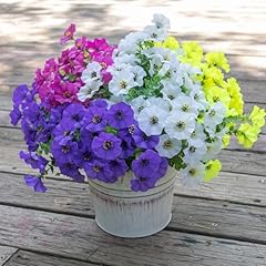 Purple+fuchsia+yellow+ White