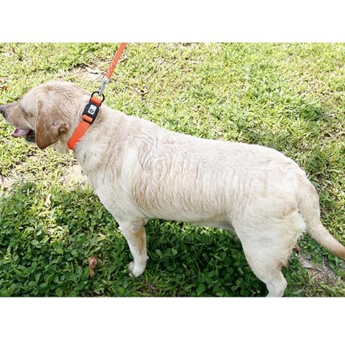 Halsband Hund Wasserdichtes Welpe Hundehalsband Einstellbarer, stark und haltbar, leicht zu reinigen Geruchloses Hundehalsband kleine Hunde