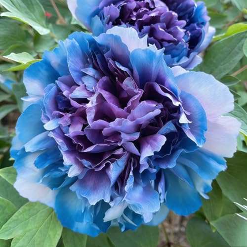 Peonía Asia Azul, híbrido de peonías grande, planta perenne resistente al invierno, plantas de Holanda para jardín y maceta (no semillas, bulbos o artificiales).-2bulbo-C