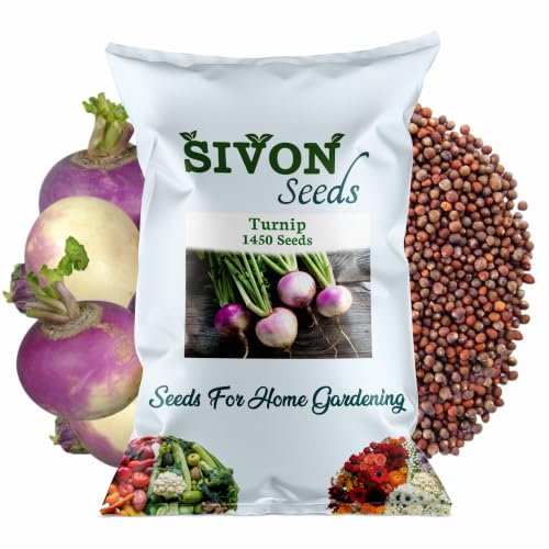 Image of SIVON Turnip (Shalgam) (1450+ Seeds) Vegetable Seeds for Home Garden, Organic & Hybrid, Perfect for Home Gardening, Planting For Pots and Patio
