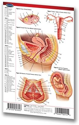 Miniatura 2 de Guía del sistema reproductivo - Tabla de bolsillo - Guía médica de referencia rápida por Permacharts