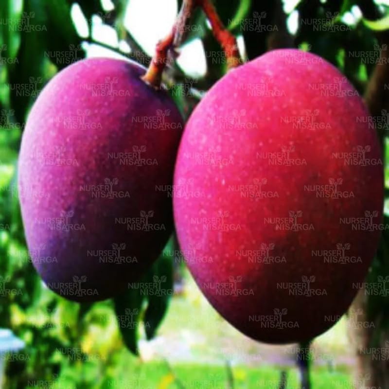 Mphmi Seedless Plant Fruit Plants Black Mango (Tommy Atkins) � Plant (B0CVS8649L) Amazon Price History, Amazon Price Tracker