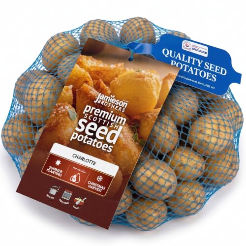 Charlotte (2kg - Approx. 20-25 Tubers) Christmas Harvest Seed Potatoes Summer Planting Second Cropping Plant Now UK Grows Approx. 200 Potatoes by Jamieson Brothers