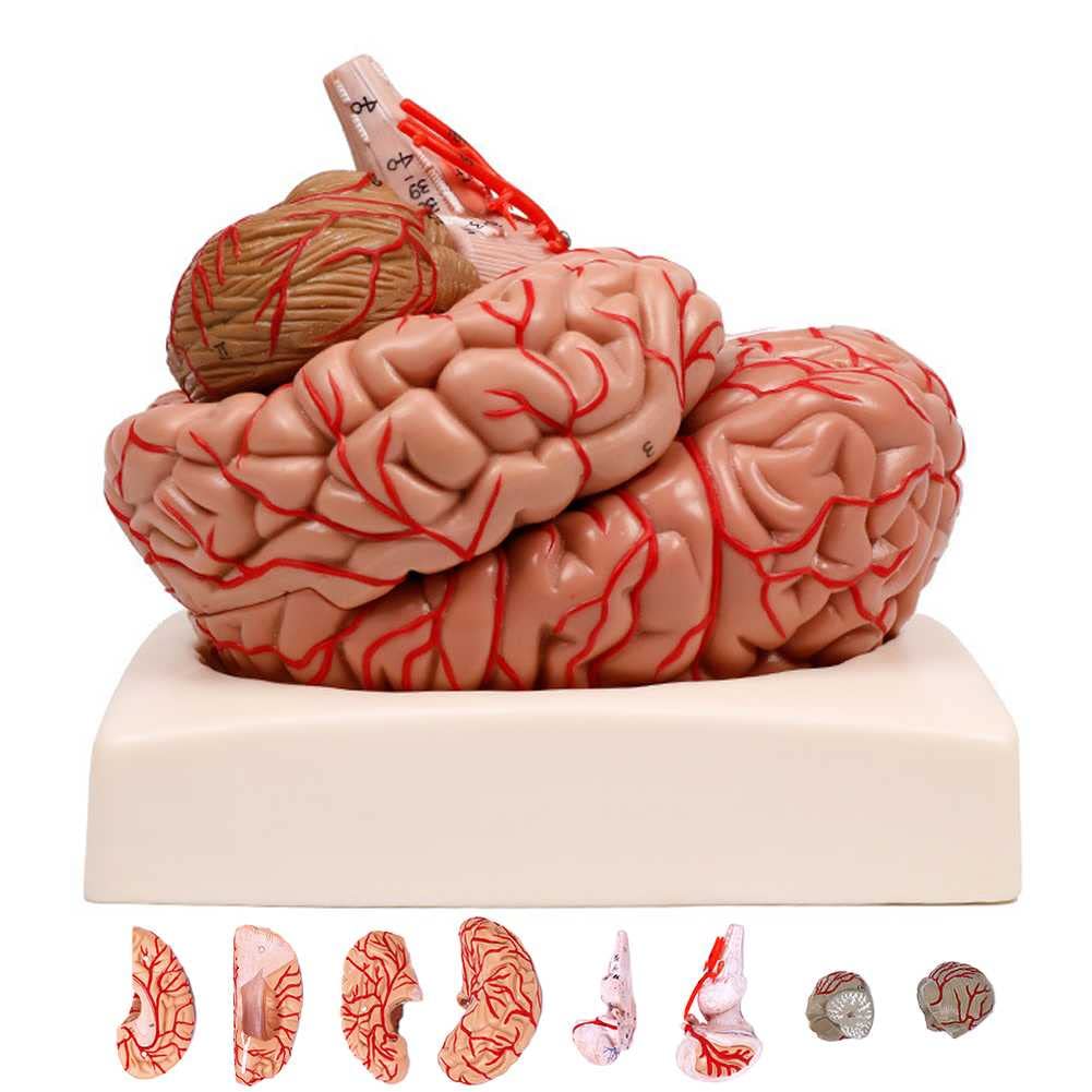 KCVC Maqueta del Cerebro 1:1 Modelo Anatomico Cerebro con 9 Piezas Desmontables y Base y 41 Identificación de Ubicación Maqueta de Anatomía Cerebro Humano