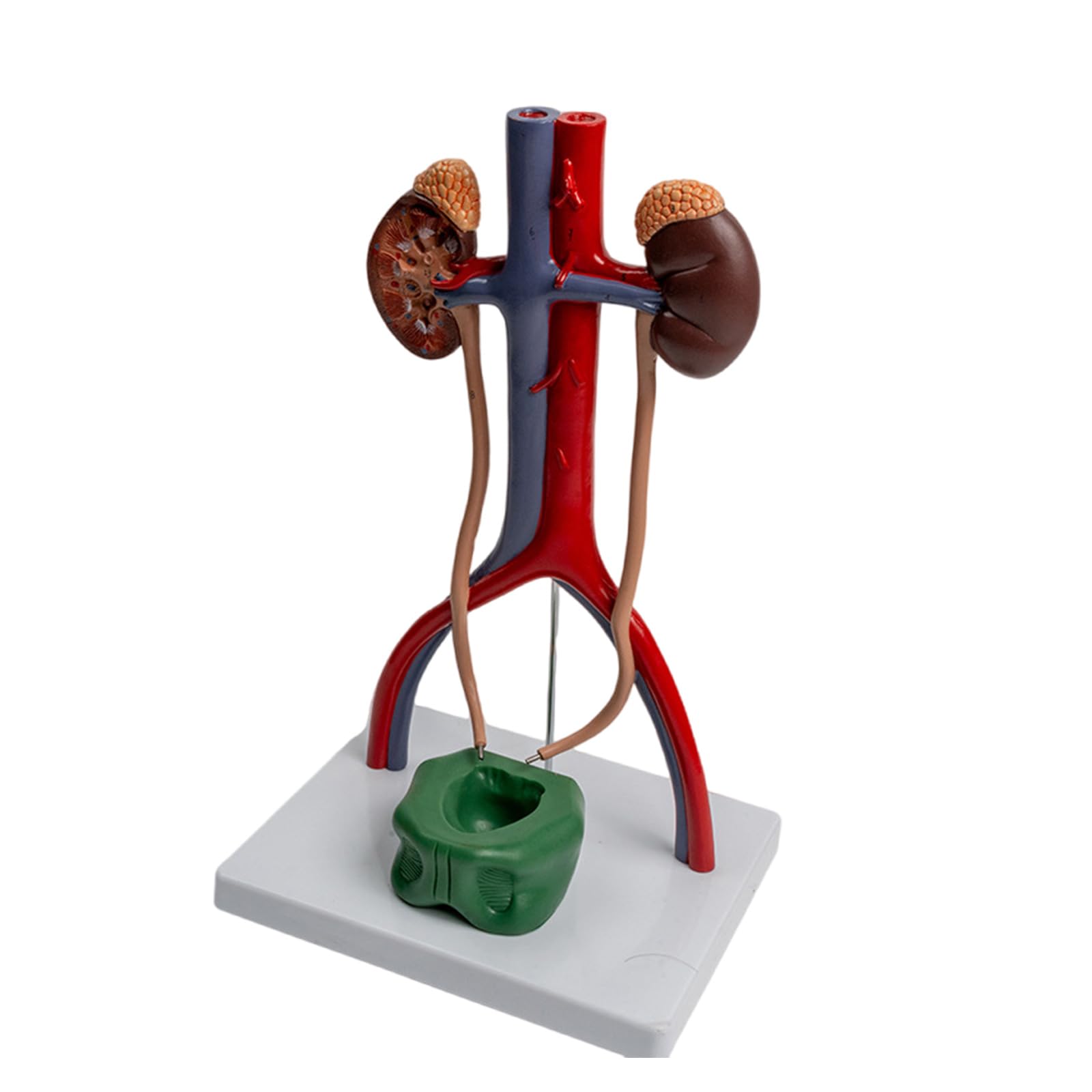 1: 1 Modello Urogenitale Modello del Corpo Umano Mostra Ureter della vescica per il rapporto Insegnamento Biologia Forniture didattiche