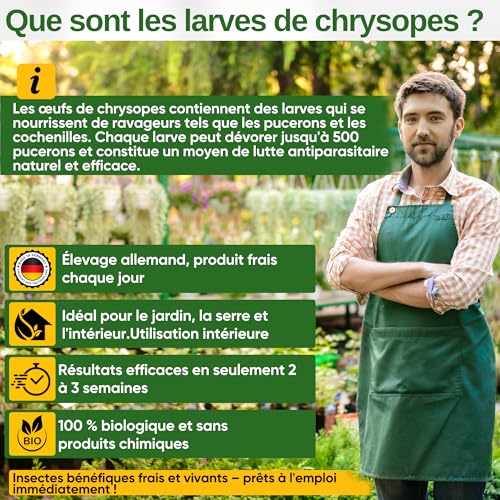 Œufs de larves de chrysopes, traitement bio anti cochenilles farineuses - 5