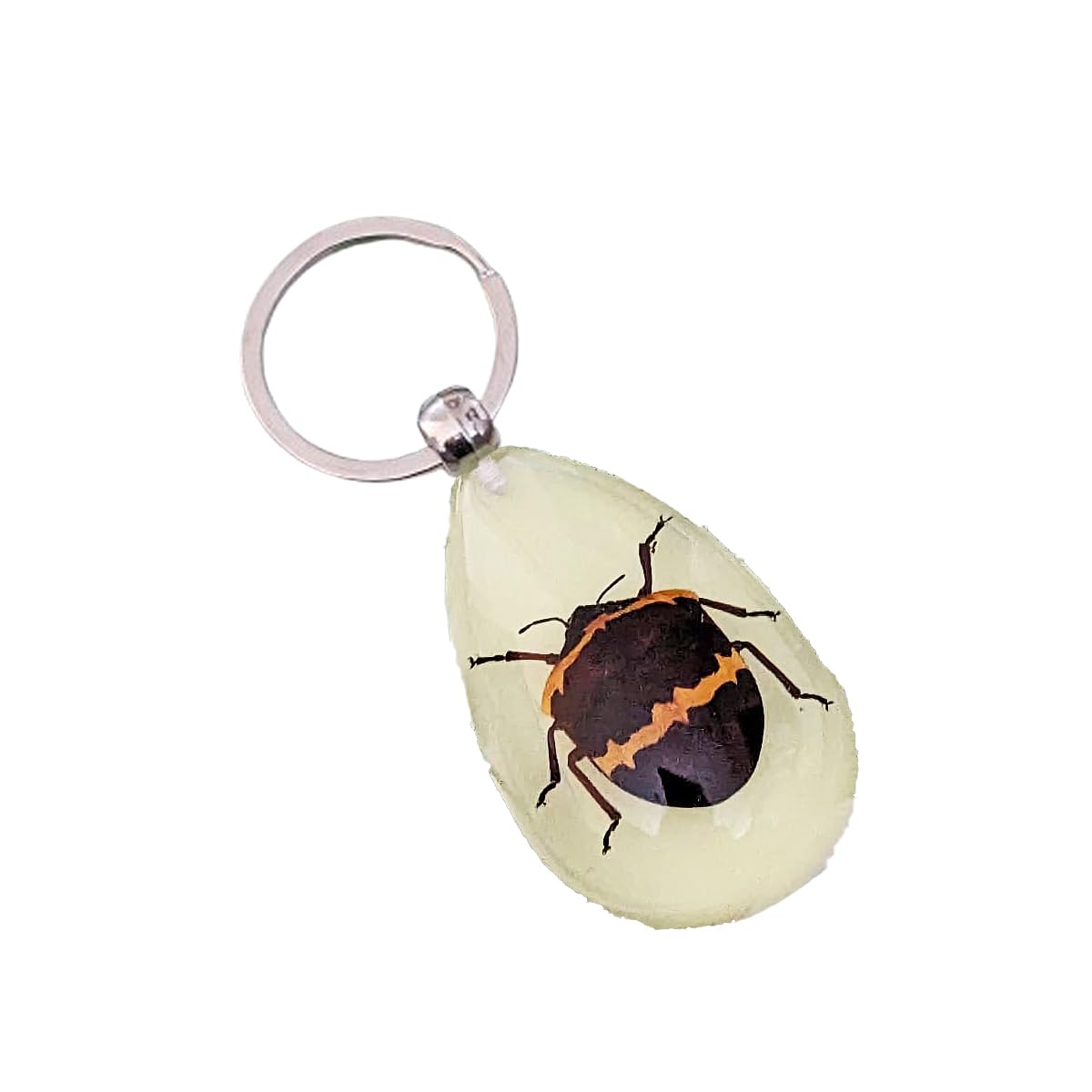 Luck Trader Real Golden Striped Shield Bug Glow in the Dark Keyring Keychain - poecilocoris balteatus