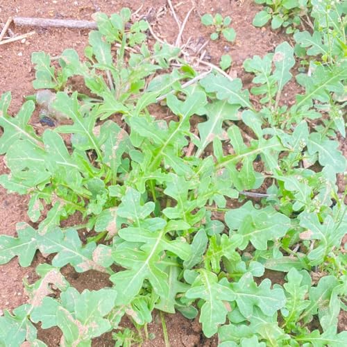 semi di rucola resistente - appartamento esotiche balcone rare 150pcs