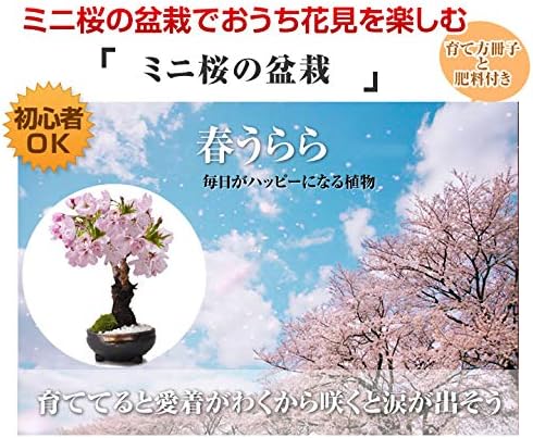 Amazon 桜 盆栽 開花終了 葉桜 おうちでお花見 桜のミニ盆栽 鉢植え 育て方冊子と肥料付き 小さくても満開の花咲く 盆栽妙 樹高15cm 盆栽