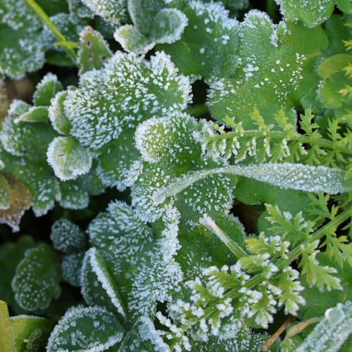 LE GEL - Impacts sur les plantes et protections