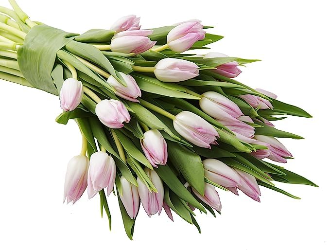 Image of KaBloom PRIME OVERNIGHT DELIVERY - WEDDING COLLECTION - PREMIUM 30 Pink Tulips - Wholesale Fresh Flowers I Gift for Birthday, Anniversary, Thank You, Mother's Day Fresh Flowers.