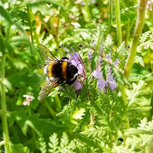 Blumensamen Bienenwiese, Blumenwiese Samen mehrjährig winterhart, Blumensamen mehrjährig: Bienenfreundliche Bienenweide… – Bild 7