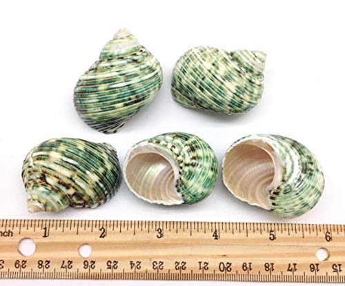 Image of PEPPERLONELY 5 PC Natural Hermit Crab Shells, Polished Green Turbo Sea Shells, 1-3 /4 Inch ~ 2-1 /4 Inch