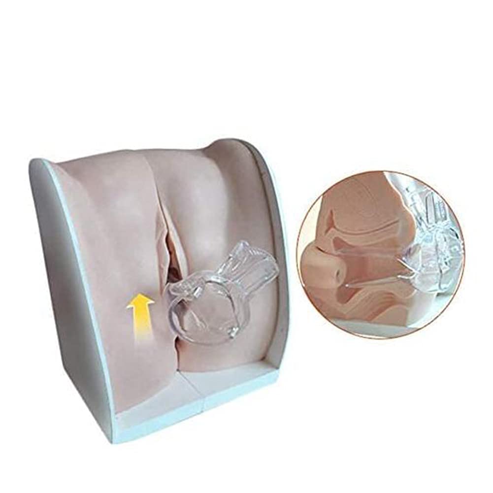 TWFJELFemale Gynecological Manikin Model Female Genital Model - 1:1 Soft Silicone Vaginal Cervix Uterus Model for Science Classroom Study Display Model