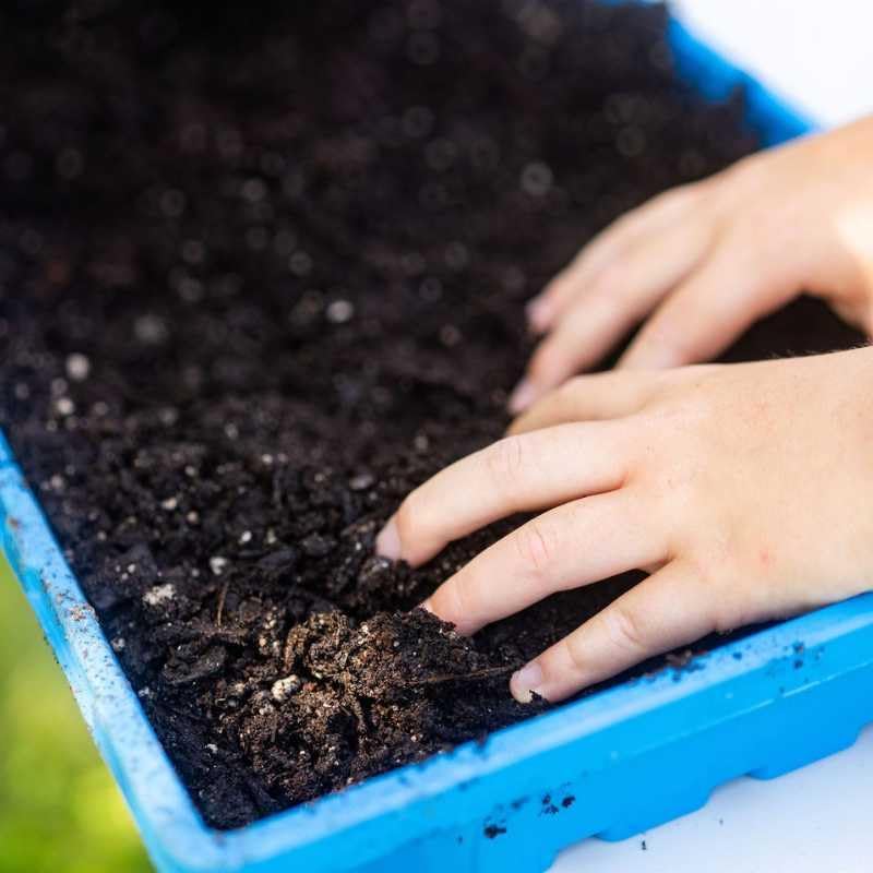 Miniatura 2 de Bootstrap Farmer - Bandeja para semillero extra fuerte (sin agujeros de drenaje)  20 x 10 pulgadas, para cultivar microverduras, germen de trigo,