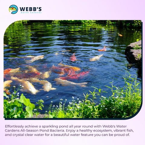 Webb's Water Gardens Całoroczne bakterie stawowe z paczkami jęczmienia – nośność do 2000 galonów – 12 opakowań dla łatwego nakładania – 2,3 kg – idealne do oczyszczania wody w stawie i utrzymania