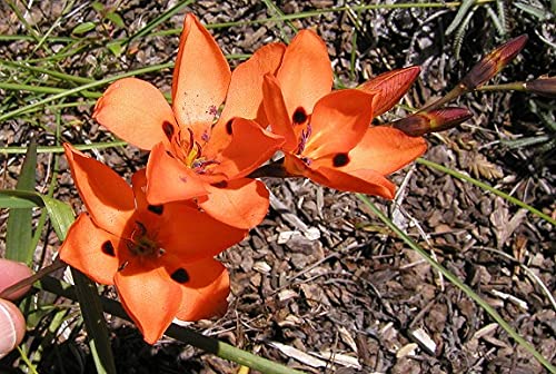 IMP. Tritonia | Flame Freesia | Blazing Star Aromatic Flower Bulbs Winter Flower Home Pot/Land Gardening Bulbs Blooming planting (Pack of 4 Orange Tritonia)