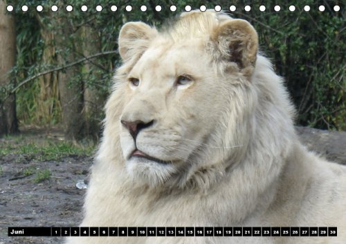 Löwen (Tischkalender immerwährend DIN A5 quer): Der Löwe wird als König der Tiere bezeichnet (Tischkalender, 14 Seiten) (CALVENDO Tiere) [Kalender] [Jan 13, 2014] Stanzer, Elisabeth