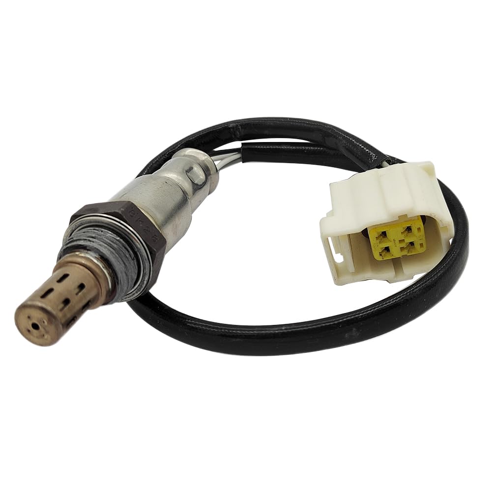 雲龍梅 古木 白花 7号ポットつき 特大❗ アウトレット