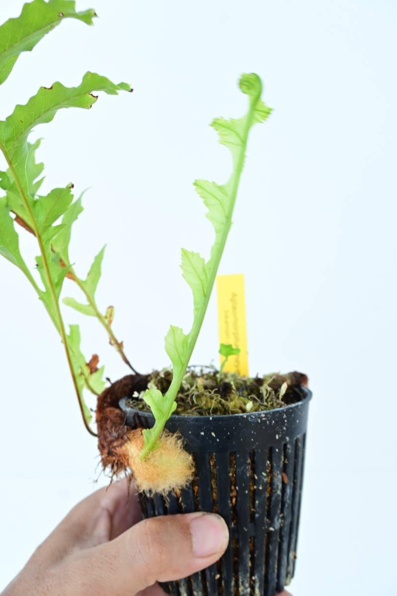 Amazon.co.jp: Aglaomorpha meyeniana var.crested④ @bikamori.com