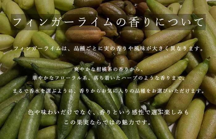 Amazon.co.jp: フィンガーライム 苗木 レッドシャンパン