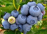 Duke Blueberry Plant - Early Ripening - 2.5" Pot - No Shipping to Washington State or Oregon