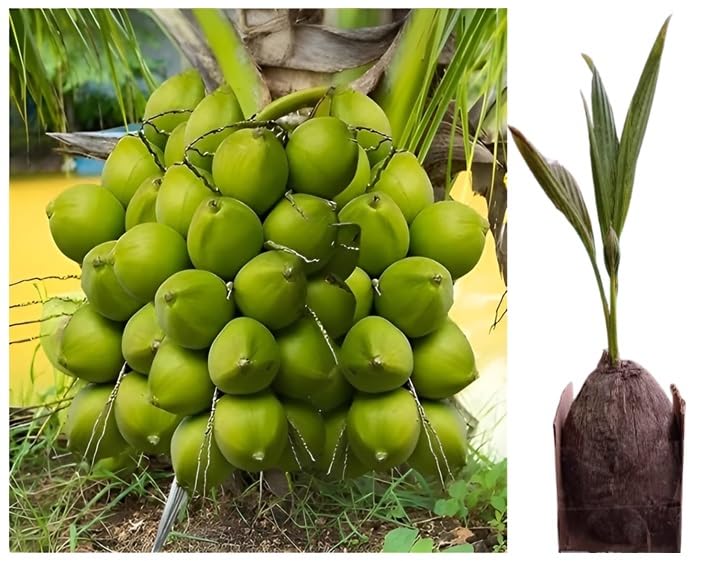 See full amazon price history chart for Green view "Kalpa Jyoti Dwarf Coconut " Rare Hybrid- 1 Healthy Live Kalpa Jyoti Dwarf Coconut Fruit Plant in Nursery Grow Bag for Home Garden Green view "Kalpa Jyoti Dwarf Coconut " Rare Hybrid- 1 Healthy Live Kalpa Jyoti Dwarf Coconut Fruit Plant in Nursery Grow Bag for Home Garden (B0BT1ZRTJQ) Amazon Price History, Amazon Price Tracker