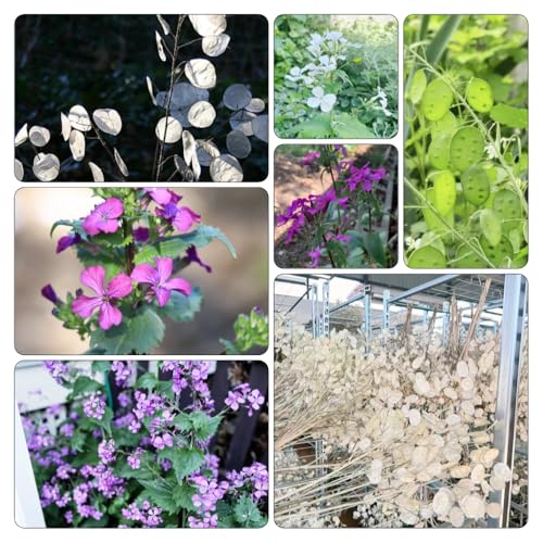 semillas hoja de plata de interior exóticas jardín decoración interior Parterres elevados jardín resistentes balcón parterre 120pcs