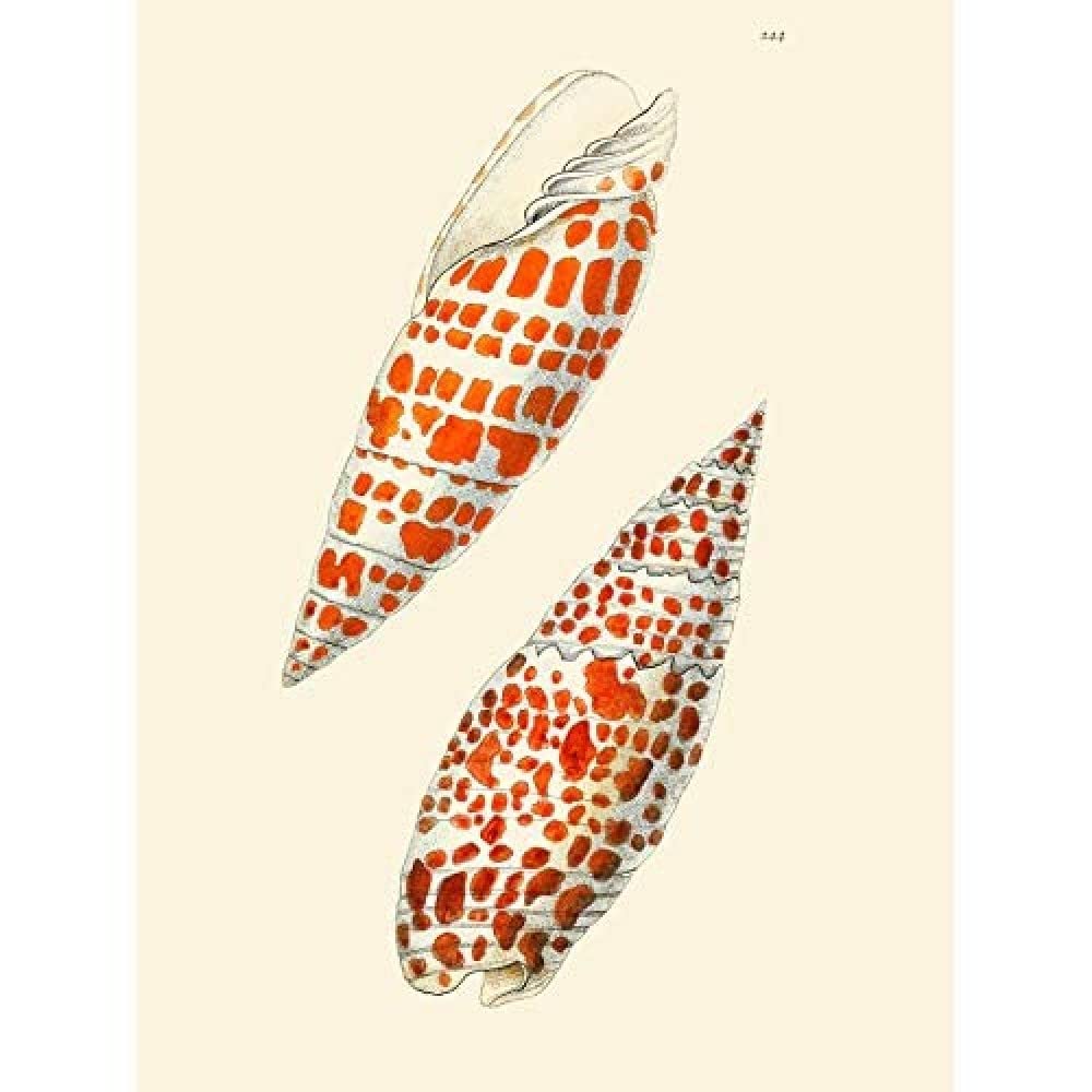 Wee Blue Coo Seashell Orange Spotted Conical Unframed Art Print Poster Wall Decor 12X16 Inch