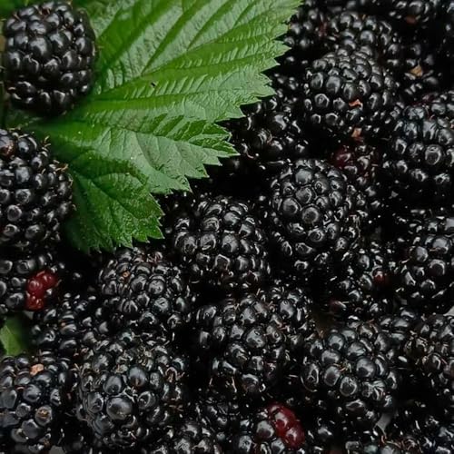 125 piezas semillas moras columnares resistentes para jardín, semillas de interior organicas