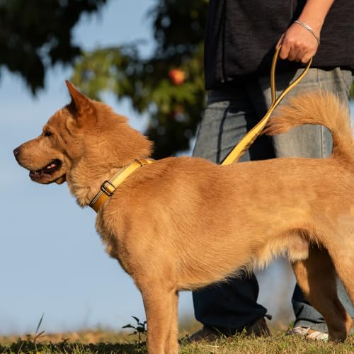 Hyhug Design, Martingale Nylon Klassische Halsbänder ,Anti-Flucht Hundehalsband. 3M Reflektierender Streifen, Komfortabel Verstellbar, Sicherer Nachtspaziergang, Hunde-ID-Tag-Montageloch