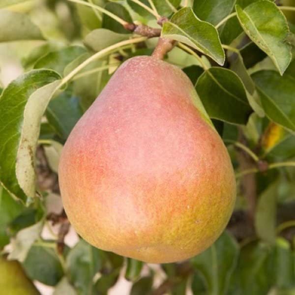 Royal Paradise Garden Rare Pear " Doyenne du Comice " Exotic 20 Fruit Seeds for Growing