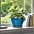 Ceramic Modern Glaze Succulent Planter Pot with Drainage Hole and Saucer 6 Inch Round Flower Plant Pot for Indoor Outdoor Herb Snake Plants