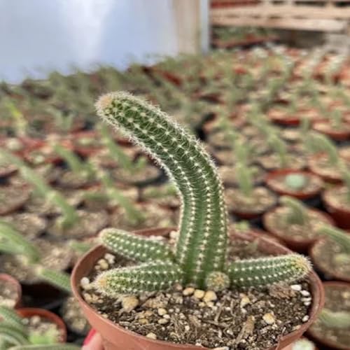 Peanut Cactus x Fire Chief (Echinopsis chamaecereus) - Large -