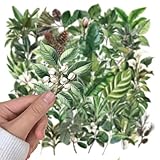 Canollo Lot de 50 autocollants de plantes vertes, pour scrapbooking, mini taille, feuilles naturelles, autocollants décoratifs pour album photo, scrapbooking, ordinateurs portables, étuis de téléphone
