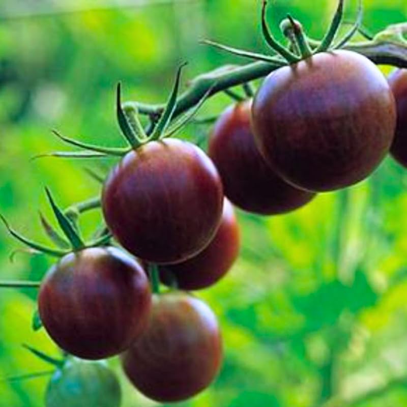 Miniatura 3 de Paquete de 4 plantas de tomate mixtas vivas para plantar al aire libre, planta de tomate tradicional viva para plantar, variedades de tomate, bistec