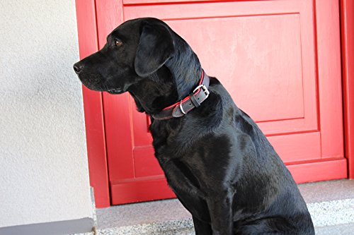 Activity4Dogs Luxus Hundehalsband aus Leder | für (mittel) große Hunde | 2,5 cm breit | gepolstert | 5-Fach verstellbar | Made in Germany | Echt-Leder Größe M1 schwarz-rot