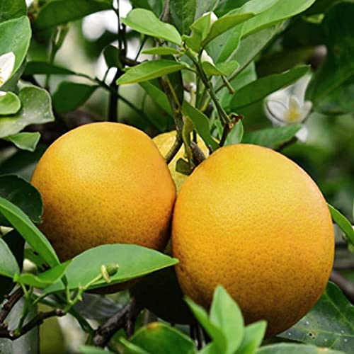 Sarika Nursery bari Malta 1 Grafted Plant, Sweet Malta Lemon Or Also