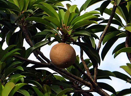 5 Séẹds Rare Chicle Tropical Tree- Chewing Gum Tree - Sapodilla Manilkara Zapota Séẹd #TOP7