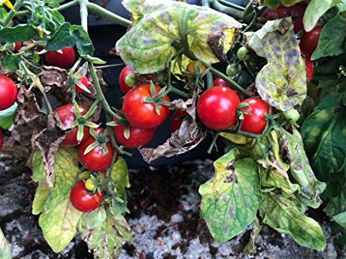 Wildtomate 'La Palma' 10 Samen
