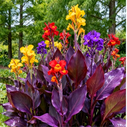 Superharte Canna/Canna-Knolle/Langblühend/Gartendekoration/Teichdekoration-1 PCS-G Superharte Canna/Canna-Knolle/Langblühend/Gartendekoration/Teichdekoration-1 PCS-G