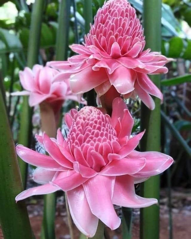 Ritz Farming Torch Ginger Lily Flower Bulbs | pink shade Flowering bulbs for Gardening Pack of 3 bulbs (B0CTHQ392N) Amazon Price History, Amazon Price Tracker