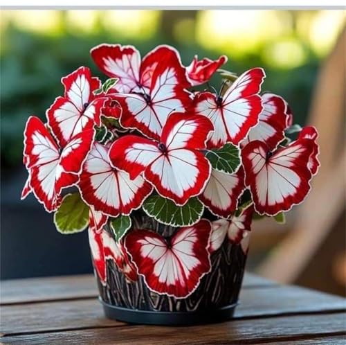 Hibiscus, resistente all'inverno, facile da coltivare. Grande formato, perfetta idea regalo, facile da pulire, 1 cipolla