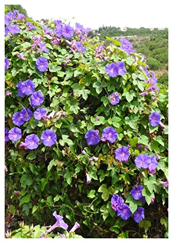 Preisvergleich Produktbild TROPICA -Prunkwinde / Prachtwinde (Ipomea purpurea) - 50 Samen