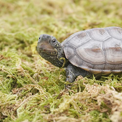 Begeterday 99g Reines Natürliches Moos für Schildkröten, Ideales Zubehör für Schildkrötenbecken, Gut für Die Aufrechterhaltung Der Luftfeuchtigkeit Und Zum Warmhalten im Winter
